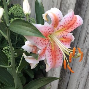 Meet your Posher, Nermine